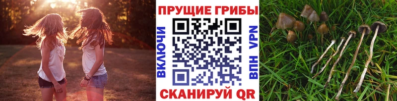 Псилоцибиновые грибы мухоморы  купить наркотики сайты  Цивильск 